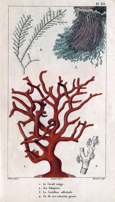 El coral rojo, sus políperos, la coralina officinale, una de las ramas gruesas. en "Fauna de los muelles o historia de los animales y sus productos por Hippolyte Cloquet" - Volumen 6 - 1825. de Hippolyte Cloquet