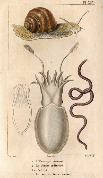 El caracol común, la sepia ordinaria, su hueso, la lombriz común.en "Fauna de los muelles o historia de los animales y sus productos por Hippolyte Cloquet" - Volumen 6 - 1825. de Hippolyte Cloquet