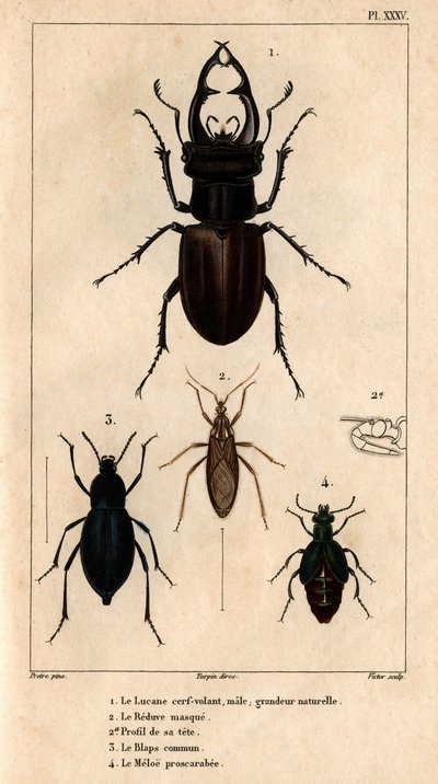 El milano macho, tamaño natural, la máscara de Reduve, el blaps común, el proscarabee Meloe en "Fauna de los médicos o historia de los animales y sus productos por Hippolyte Cloquet" - Volumen 6 - 1825. de Hippolyte Cloquet