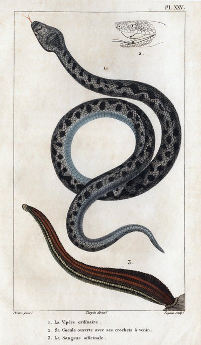 La Víbora ordinaria, su boca abierta con sus colmillos un veneno, el officinale Sangue". Fauna des Médecins ou histoire des animaux et de leurs produits par Hippolyte Cloquet" - Volumen 6 - 1825. de Hippolyte Cloquet