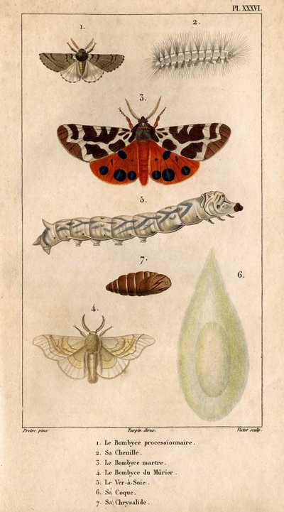 La procesionaria Bombyce, su oruga, la Marten Bombyce, la Murier Bombyce, el Gusano de Seda, su casco, su crisálida.En "Fauna de los Médicos o historia de los animales y sus productos por Hippolyte Cloquet" - de Hippolyte Cloquet