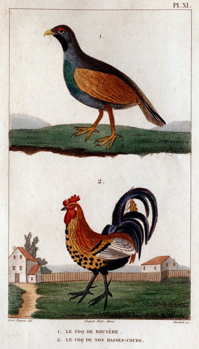 El gallo de Bruyere y el gallo de nuestros cursos bajos. Fauna des Mdecins ou histoire des animaux et de leurs produits par Hippolyte Cloquet" - Volumen 6 - 1825. de Hippolyte Cloquet