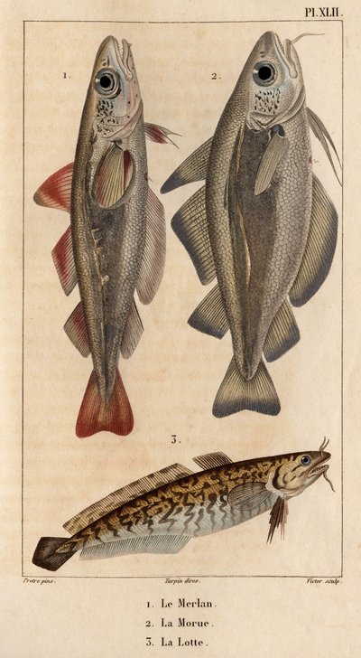 La pescadilla, el bacalao y el rodaballo. Fauna des Mdecins ou histoire des animaux et de leurs produits par Hippolyte Cloquet" - Volumen 6 - 1825. de Hippolyte Cloquet