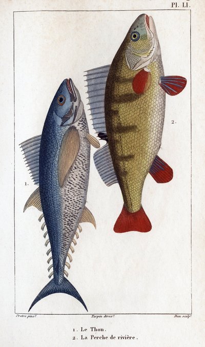 Atún y perca de río". Fauna de los médicos o historia de los animales y sus productos por Hippolyte Cloquet" - de Hippolyte Cloquet