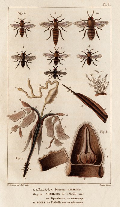 Varias abejas". Fauna des Mdecins ou histoire des animaux et de leurs produits par Hippolyte Cloquet" - Volumen 6 - 1825. de Hippolyte Cloquet