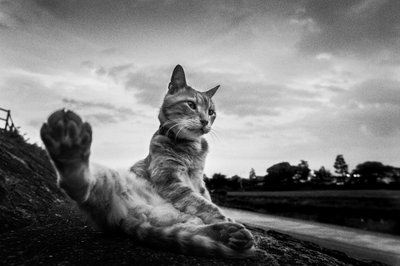 Estiramiento de la pata del gato curioso de Hiroaki Kuroda