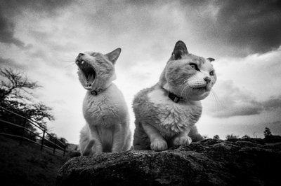 Gatos gruñones y bostezantes de Hiroaki Kuroda