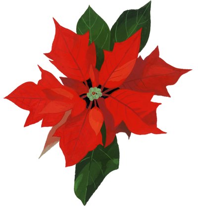 Poinsettia de Hiroyuki Izutsu