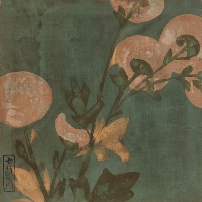 Crisantemos, período Edo de Hon