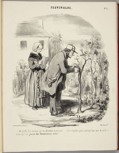Mi injerto de cerezo sobre un albaricoquero no ha prendido... de Honoré Daumier