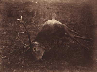 Ciervo muerto,1857 (foto) de Horatio Ross