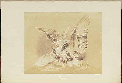Halcón y garza de Hugh Owen
