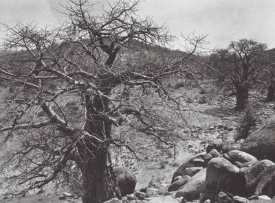 África: Árbol baobab, Dar Nuba (foto b/n) de Hugo Adolf Bernatzik