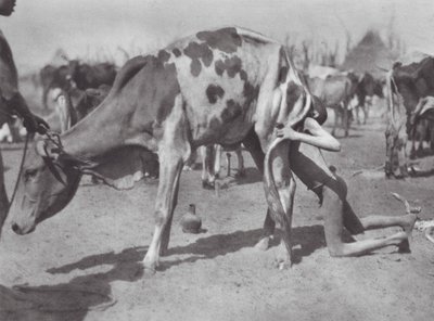 África: Dinka del norte soplando una vaca (foto b/n) de Hugo Adolf Bernatzik