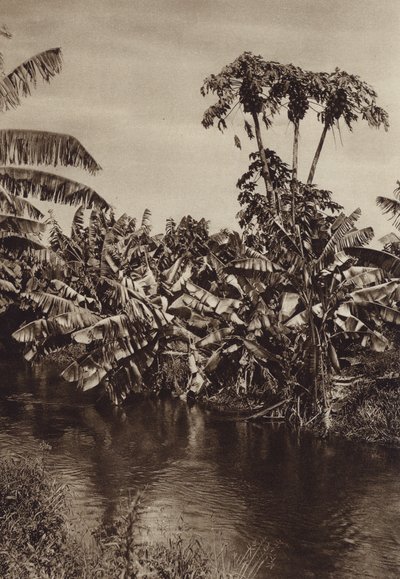 Mexico: Bananos y papayas, Estado Vera Cruz (b/w photo) de Hugo Brehme