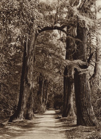 Mexico: Capital Mejico, Parque de Chapultepec, Alameda de los Filosofos (b/w photo) de Hugo Brehme