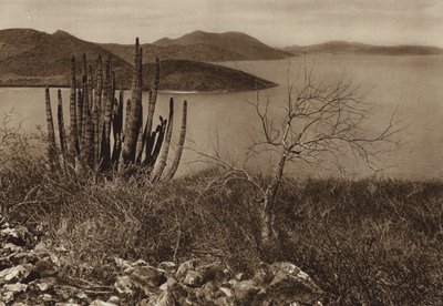 Mexico: Cerca de la costa de Baja California (b/w photo) de Hugo Brehme