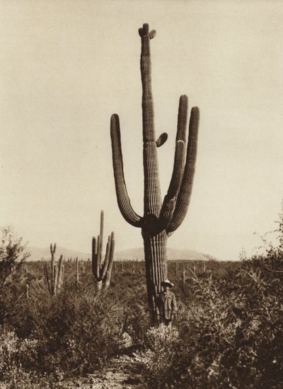 Mexico: "Cereus giganteus" en los alrededores de Magdalena, Estado Sonora (b/w photo) de Hugo Brehme