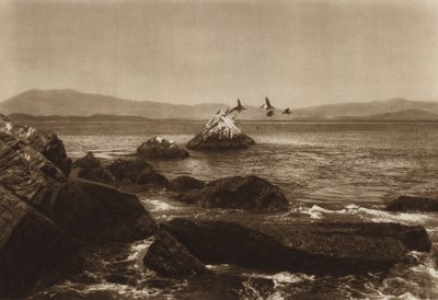 Mexico: Costa de Manzanillo, Pelicanos, Estado Colima (b/w photo) de Hugo Brehme