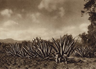 Mexico: Los alrededores de Tepepam con campo de agaves (b/w photo) de Hugo Brehme