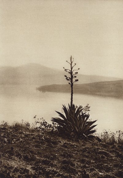 Mexico: Orilla del Lago Chapala con agaves en flor (b/w photo) de Hugo Brehme