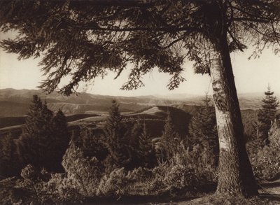Mexico: Parque nacional, Desierto de los Leones (b/w photo) de Hugo Brehme