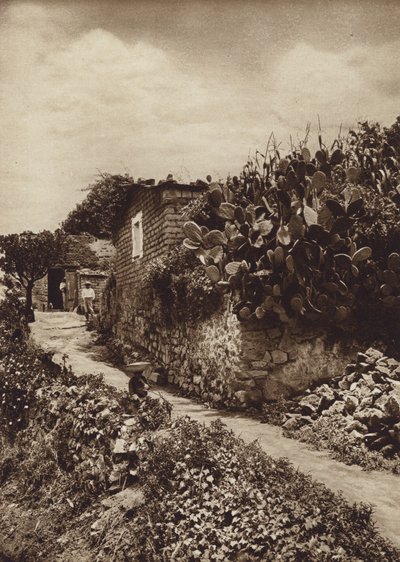Mexico: Rincon pintoresco en San Angel D F (b/w photo) de Hugo Brehme