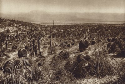 Mexico: Sierra de Tehuacan, En la parte anterior "Echinocactus grandis" (b/w photo) de Hugo Brehme