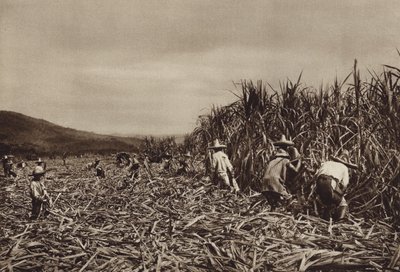 Mexico: Tamasopo, Cosecha de cana de azucar (b/w photo) de Hugo Brehme