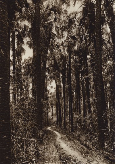 Mexico: Tamasopo, Palmar (b/w photo) de Hugo Brehme