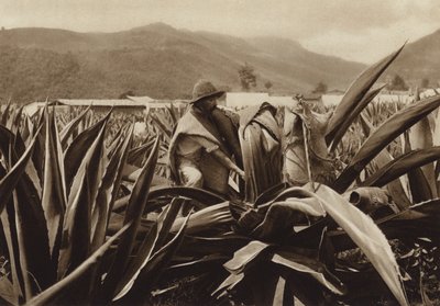 Mexico: Tlachiquero chupando el pulque de una planta de agaves (b/w photo) de Hugo Brehme