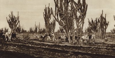 Mexico: Trabajos de campo, Estado Sinaloa (b/w photo) de Hugo Brehme