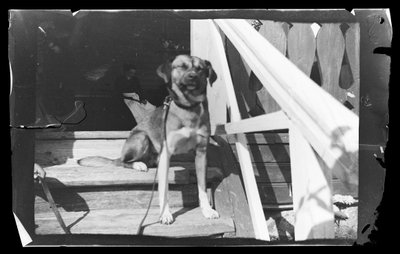 Baloo en las escaleras de la Villa Rosa de Hugo Simberg