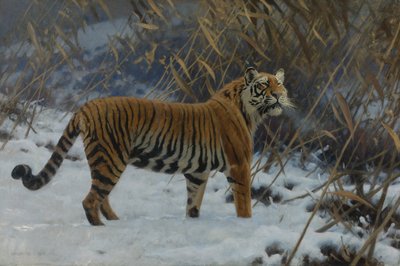 Un tigre en la nieve de Hugo Ungewitter