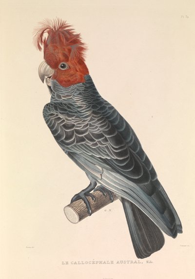 La Callicéphale australiana". de Hyacinthe Yves Philippe (1781 1846) Potentien