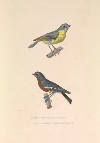 El papamoscas australiano y el papamoscas multicolor". de Hyacinthe Yves Philippe (1781 1846) Potentien