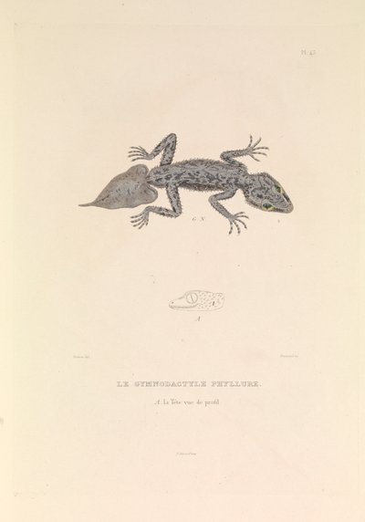 El gimnodáctilo Phyllure". de Hyacinthe Yves Philippe (1781 1846) Potentien