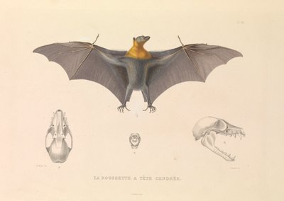 La Rousette de la Cabeza Canosa de Hyacinthe Yves Philippe (1781 1846) Potentien