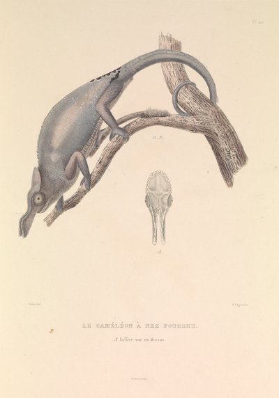 El camaleón de nariz bífida de Hyacinthe Yves Philippe (1781 1846) Potentien