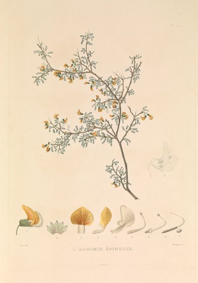 La Adesmie Épineuse" (Adesmia espinosa) de Hyacinthe Yves Philippe (1781 1846) Potentien