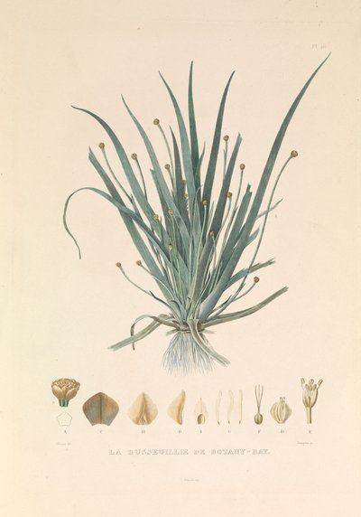 El Busseuillie de Botany Bay". de Hyacinthe Yves Philippe (1781 1846) Potentien