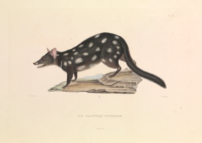 El mapache Dasyure de Hyacinthe Yves Philippe (1781 1846) Potentien