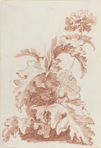 Amapola en flor de I Jean Baptiste Hüet
