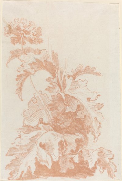 Amapola en flor de I Jean Baptiste Hüet