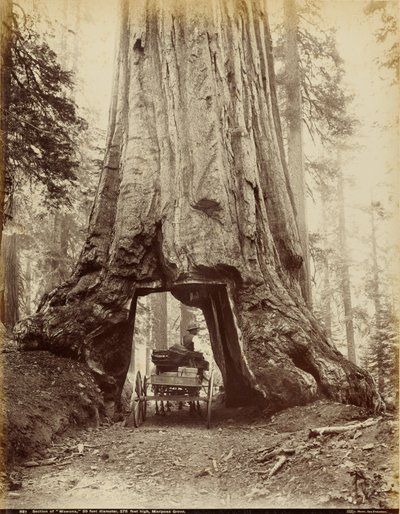 Sección de "Wawona", 28 pies de diámetro, 275 pies de altura, Mariposa Grove de I. W. Taber