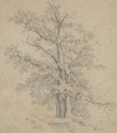 Árbol de Ida Weisselberg Hadra