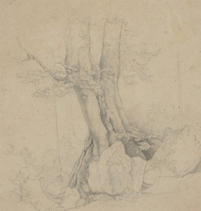 Árbol y Roca de Ida Weisselberg Hadra