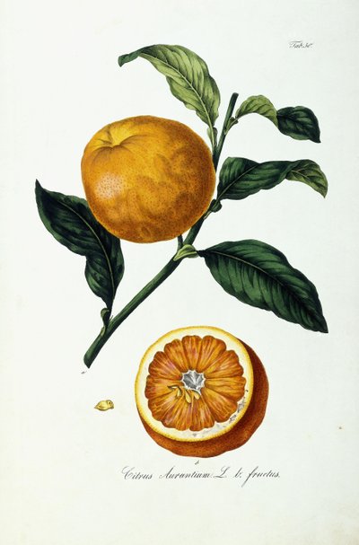 Fruta de Naranja, Citrus Aurantium, Fructus de Ignaz (after) Strenzl