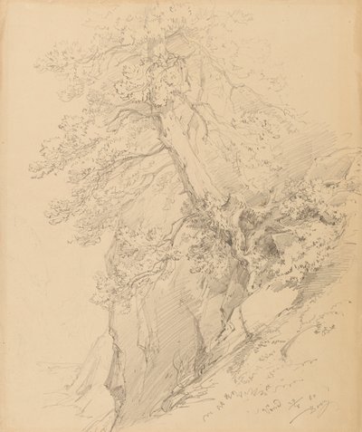 estudio de árboles de Ignaz Dorn