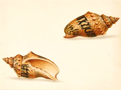Estudio de concha (técnica mixta) de Ignaz Von (manner of) Born